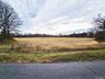 Corn field