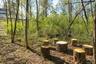 Forest behind the home