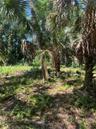 Palm Grove