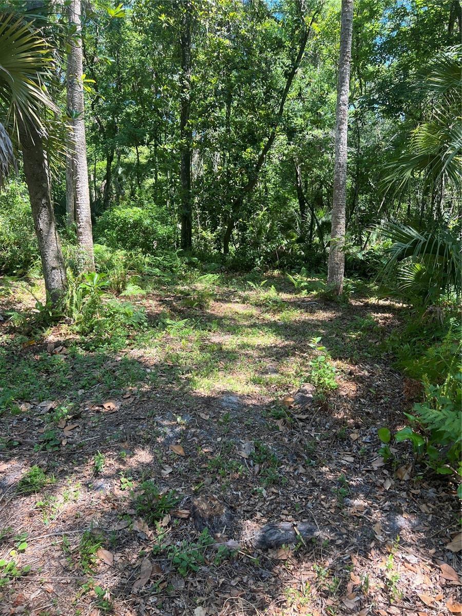 View of the woods