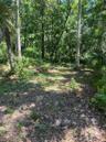 View of the woods
