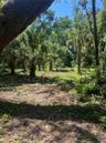 Your own Palm Grove
