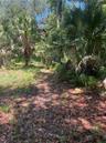 Walkway to the Palm Grove