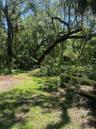 Giant Oak Tree