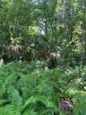 Flowering Ferns in the woods