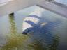 Manatee Under Dock