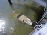 Manatee Came to Say Hi!