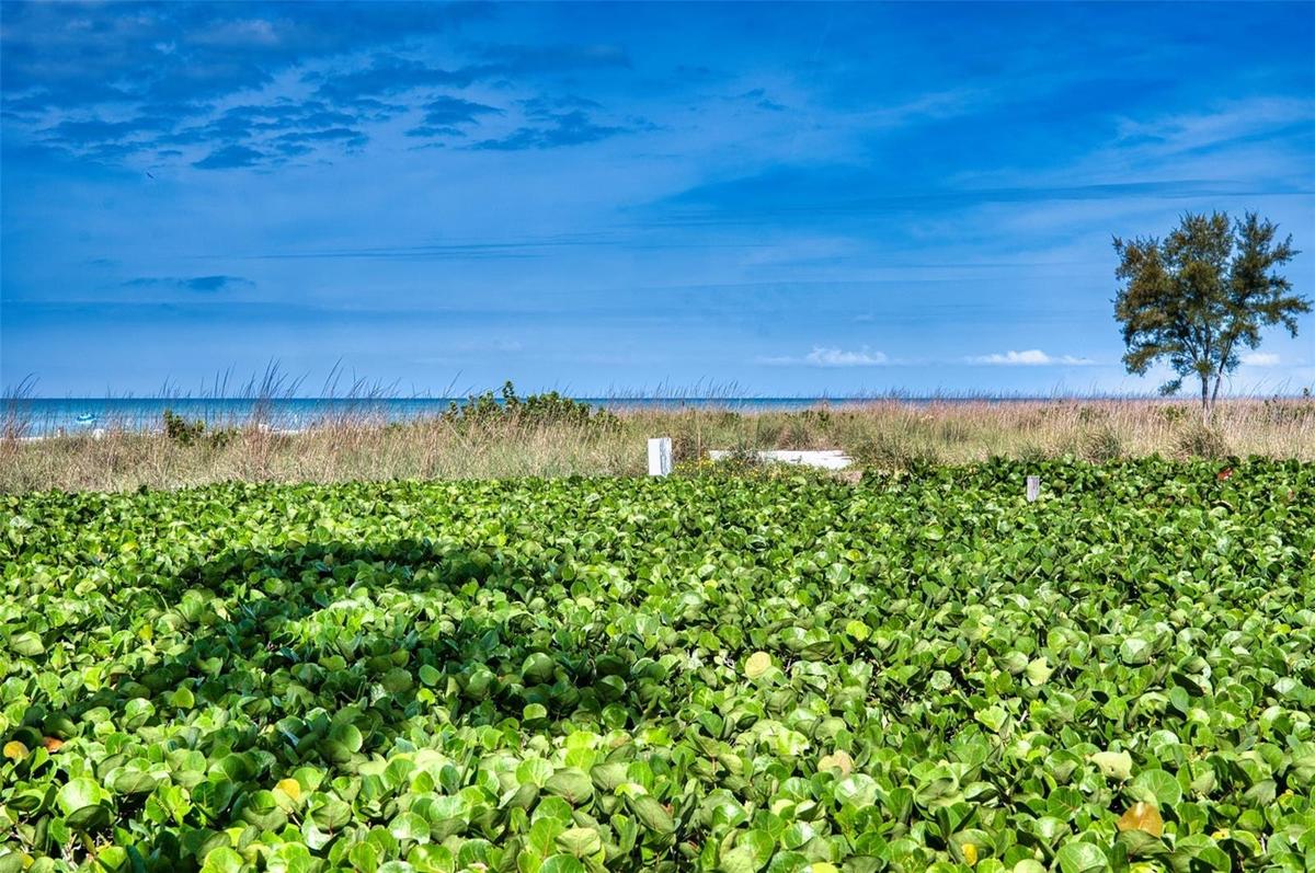 Beachfront grassy Dune fronting the building