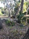 Pond Drain