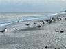 Beach birds