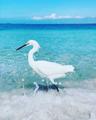 Beach Bird