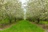 The orchard offers a wide varity of apples including cortland, empires, red delicious, spy, crispin, jonagold, fuji and fortune