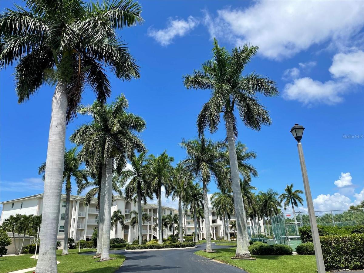 Street view through the Gorgeous Royal Palms