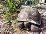 Gopher Tortoise.