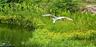 4858 Bird in flite on the Lake