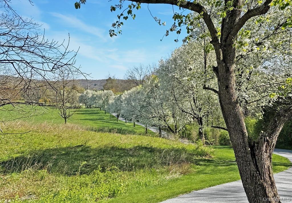 Flowering Bradford Pear trees lining the entry drive