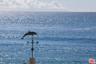Watch for dolphins and whales
