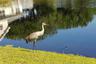 Lake Wildlife