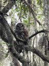 wildlife