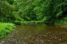 Water view featuring a forest