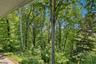Wooded Back Yard