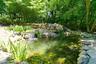 Pond