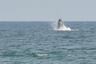 Whale sighting from the house