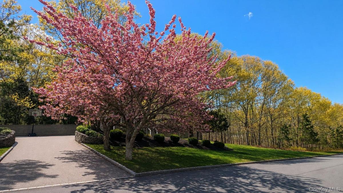 Front yard with trees in bloom