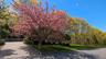 Front yard with trees in bloom
