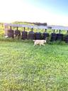 View of grassy yard