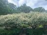 Willows