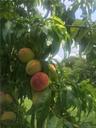 Stroll through the orchard and enjoy your many types of fruit trees including cherry, apple, pear!