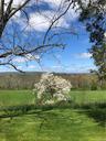 Flowering trees and orchard and sunny views!!