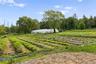 Productive certified organic fields with high tunnels supporting year-round cultivation