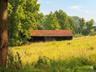 Horses Running Shed