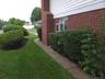 Manicured side with mature shrubs