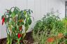 Side of Home - Herb & Spice Garden 1
