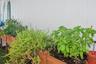 Side of Home - Herb & Spice Garden 2