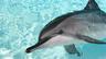 Watch dolphins, wildlife from your windows.