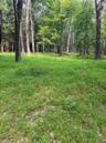 A meadow in the 100 Acre Wood