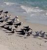 Birds n the Beach.