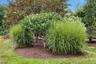 Plantings