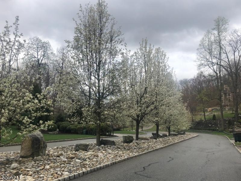 Pear Trees