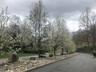 Pear Trees