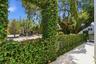 Lush green backdrop