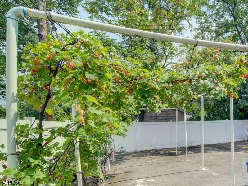 Grapevines