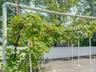 Grapevines