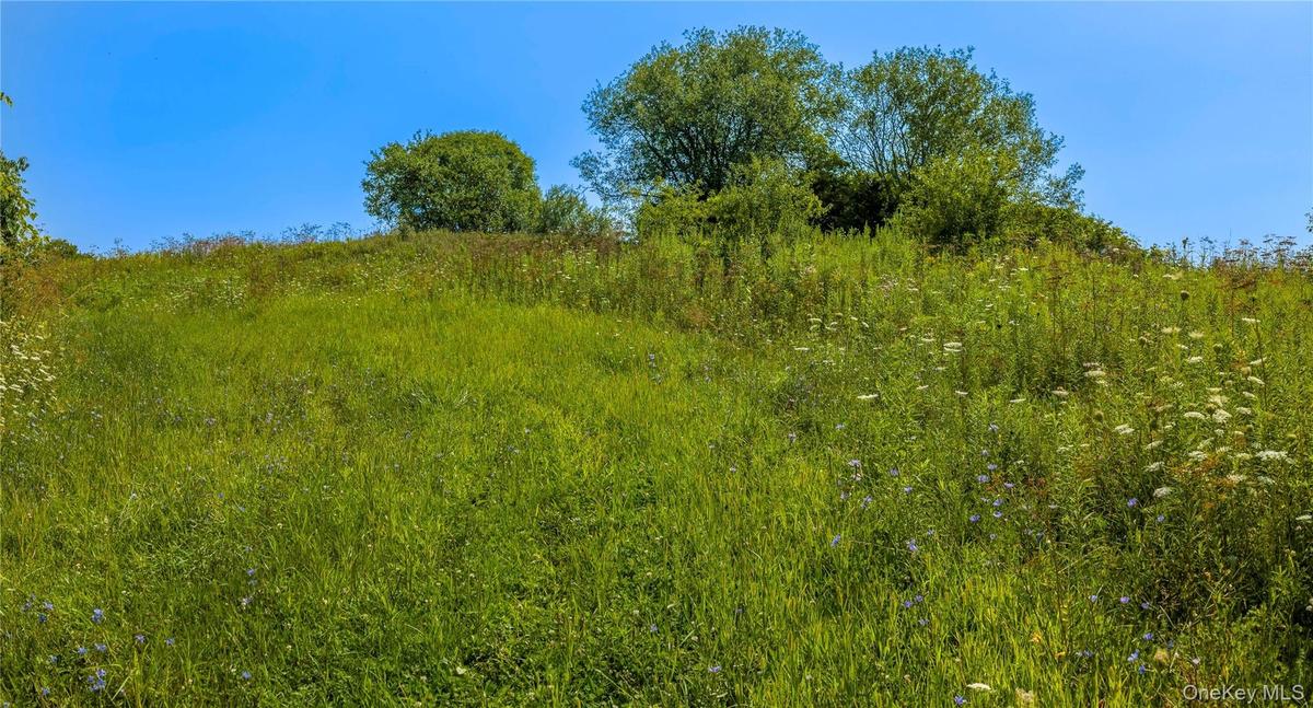 Rolling meadow along the access road into the property.