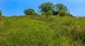 Rolling meadow along the access road into the property.