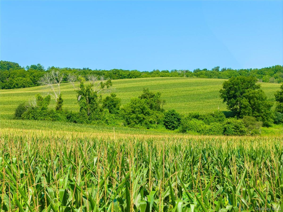 The fields are currently cultivated with corn, alternating with soybeans each year. Southern end of the  north field, looking north.